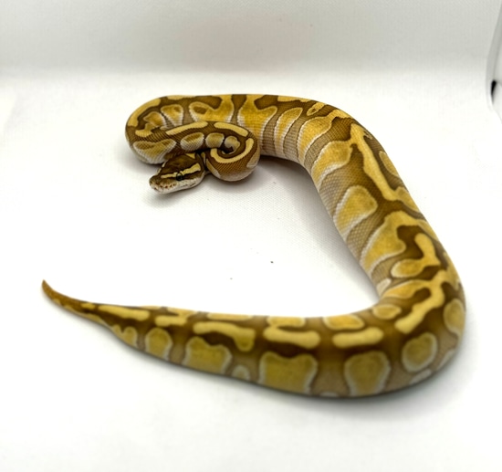 Lesser Enchi Het Desert Ghost Ball Python by Euphoric Reptiles
