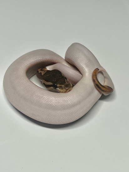 Cinnamon Piebald Ball Python by MGmorphs