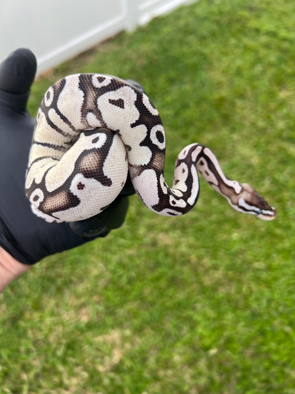 Vpi Axanthic Firefly Het Piebald Ball Python by MGmorphs - MorphMarket