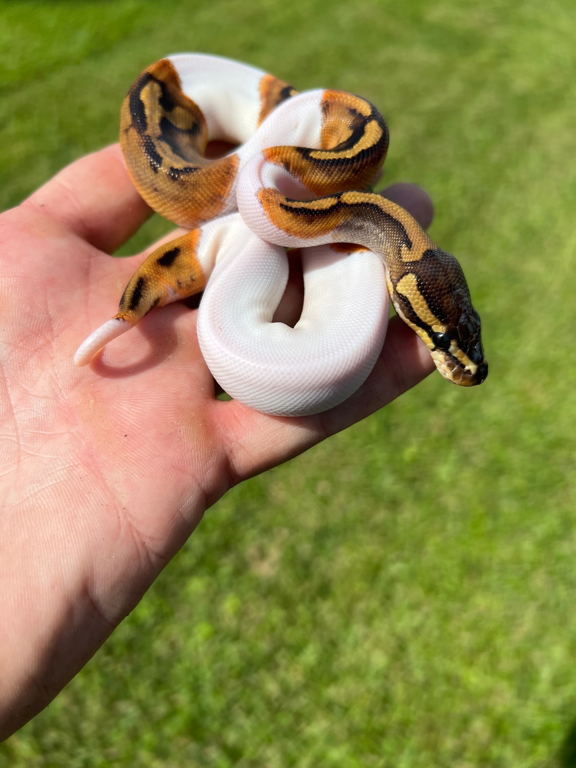 Piebald Ball Python by MGmorphs - MorphMarket