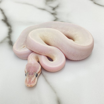 Super Mojave 50% Het Clown 50% Het DG (Fire, GHI, Leopard) Ball Python