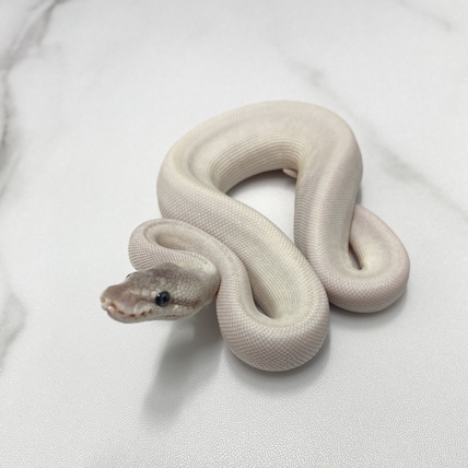 Super Mojave 50% Het Clown 50% Het DG (Fire, GHI, Leopard) Ball Python