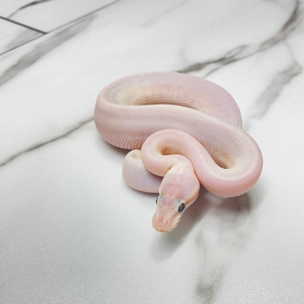 Super Mojave 50% Het Clown 50% Het DG (Fire, GHI, Leopard) Ball Python