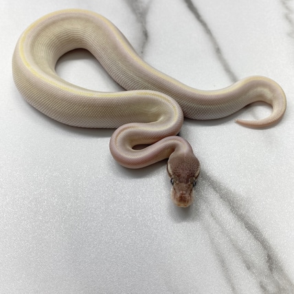 Super Mojave 50% Het Clown 50% Het DG (Fire, GHI, Leopard) Ball Python