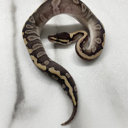 Mojave Or Lesser GHI 66% Het Clown 50% Het Desert Ghost Ball Python