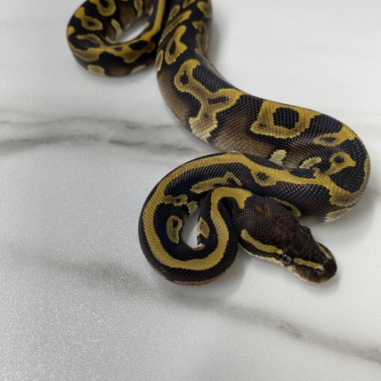 Mojave Leopard 50% Het Clown 50% Het DG Ball Python