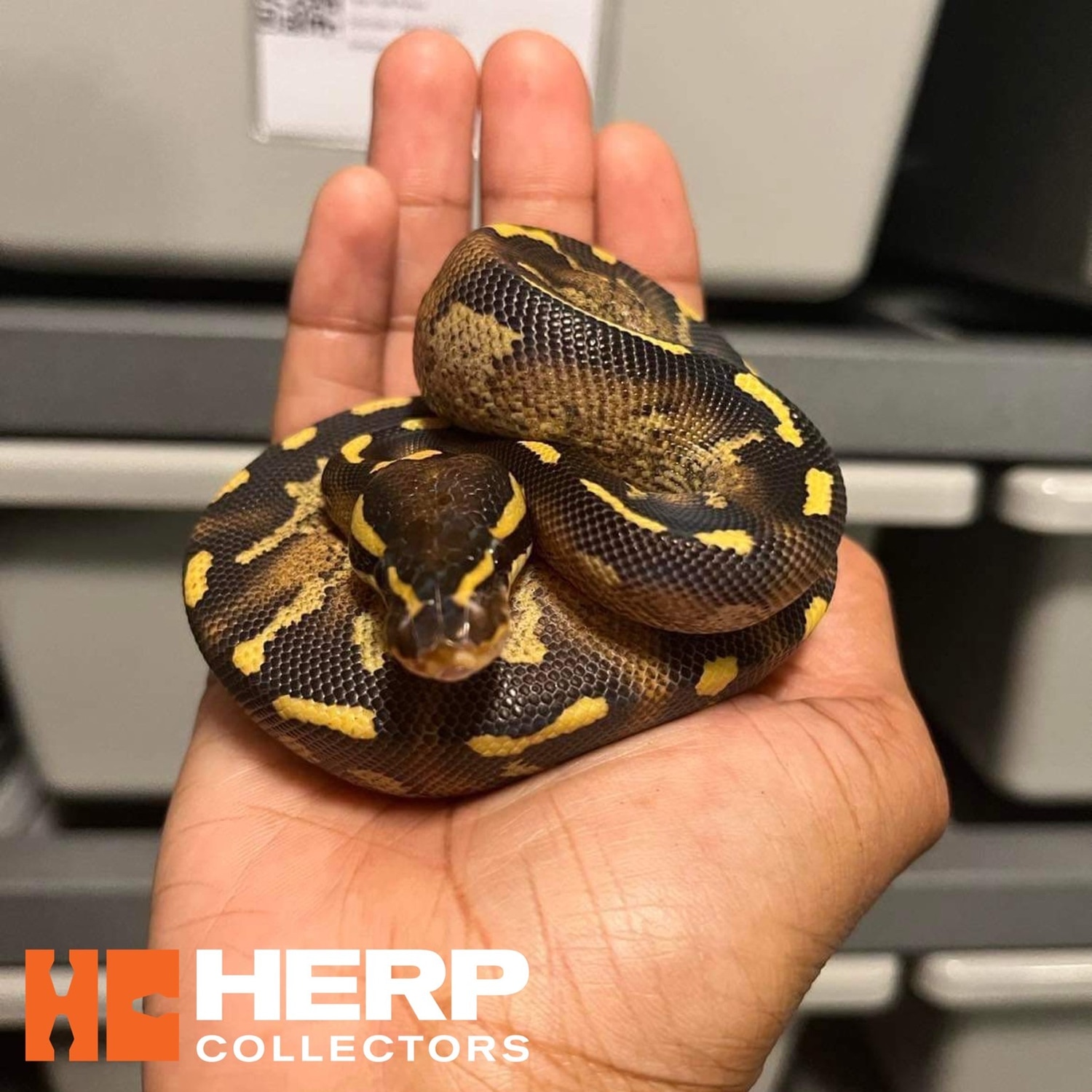 Chocolate Freeway Ball Python by Herp Collectors - MorphMarket