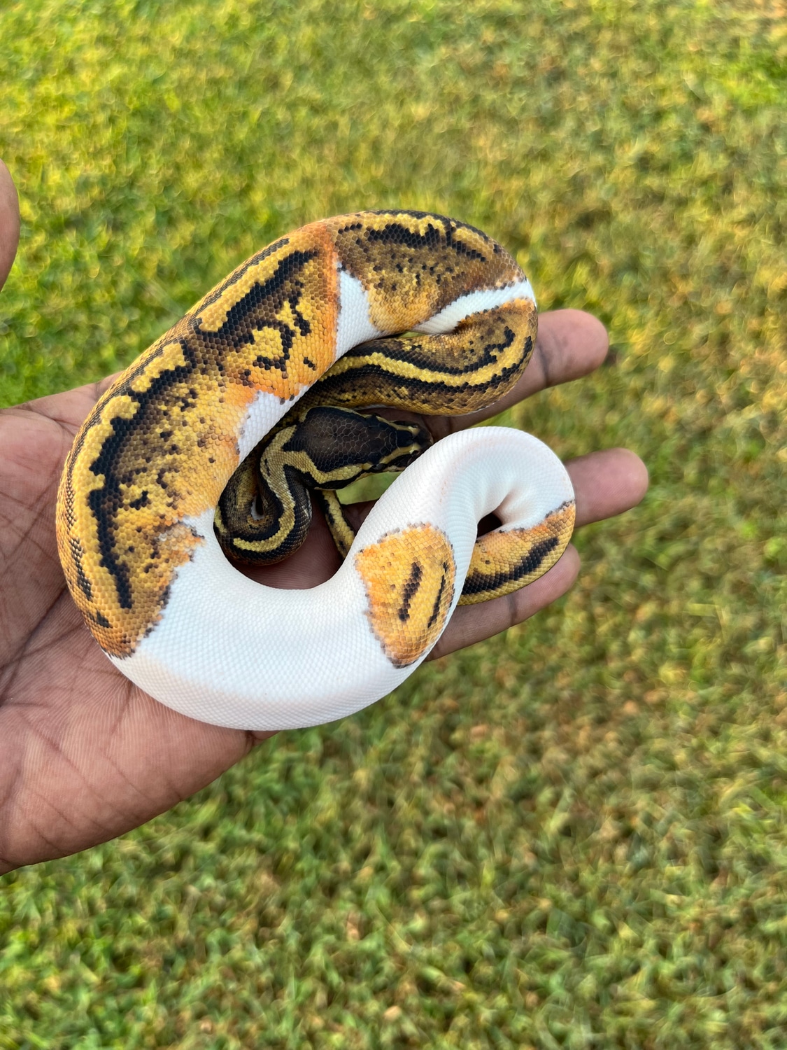Pastel Pied Ball Python by Herp Collectors - MorphMarket