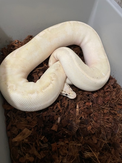 Pastel Highway Poss Super Pastel Ball Python by By Ryan B Exotics