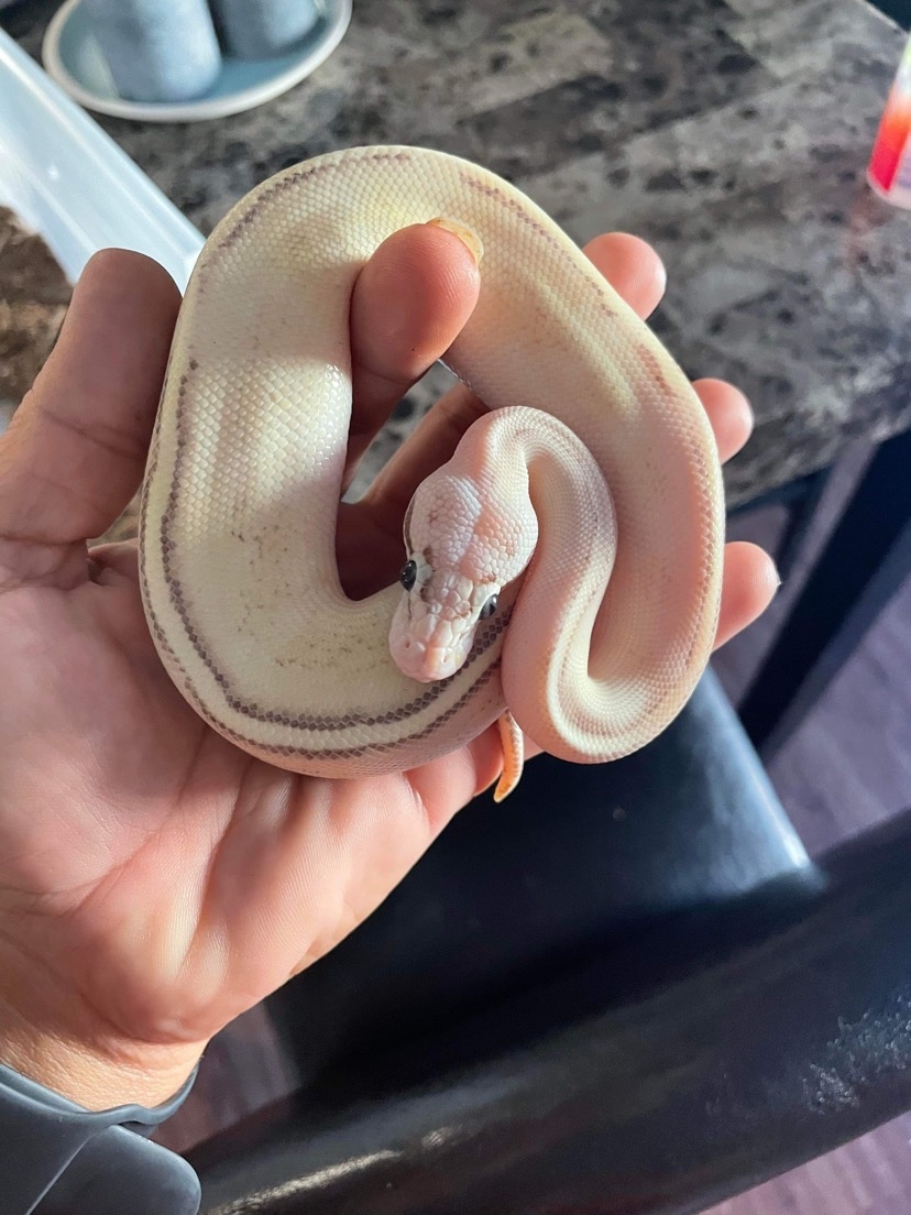 Puma Ball Python by Brooke's Exotic Adventures - MorphMarket