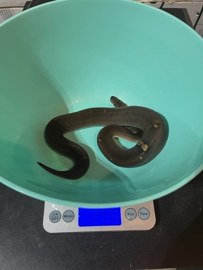 8 Ball Ball Python by Brooke's Exotic Adventures