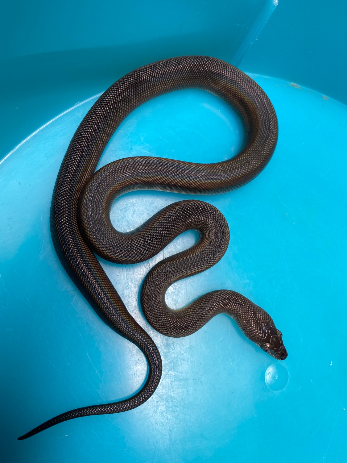 Queensland Water Python by RC Reptiles - MorphMarket