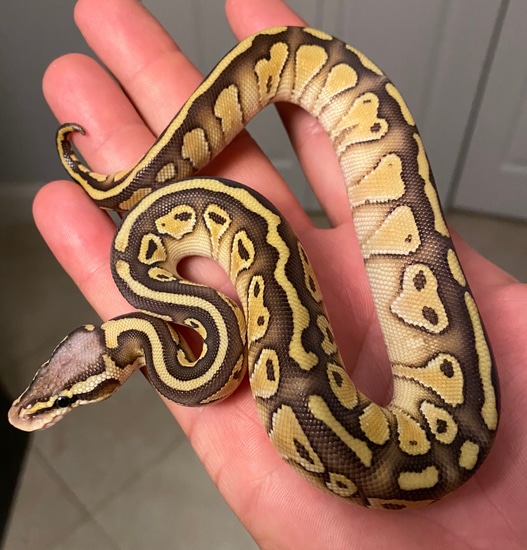 Lace Ball Python Pastel Lace Butter Ball Python by RC Reptiles