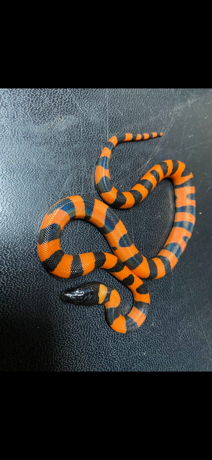 Ringed Python pairs