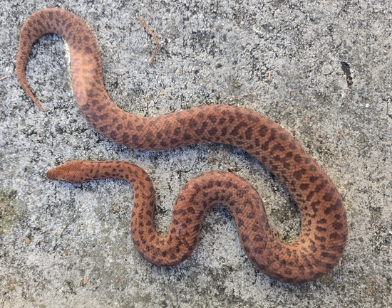 Anthill Python Pygmy Python by RC Reptiles
