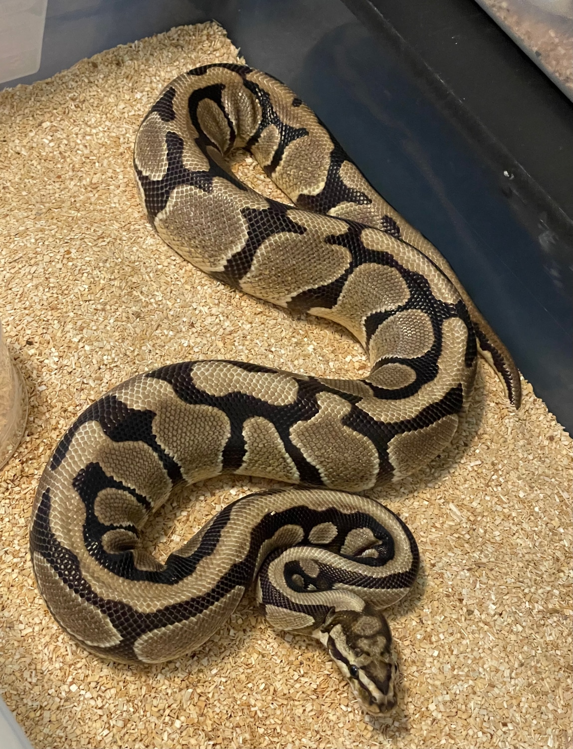 Woma Ball Python by R&K Reptiles MorphMarket