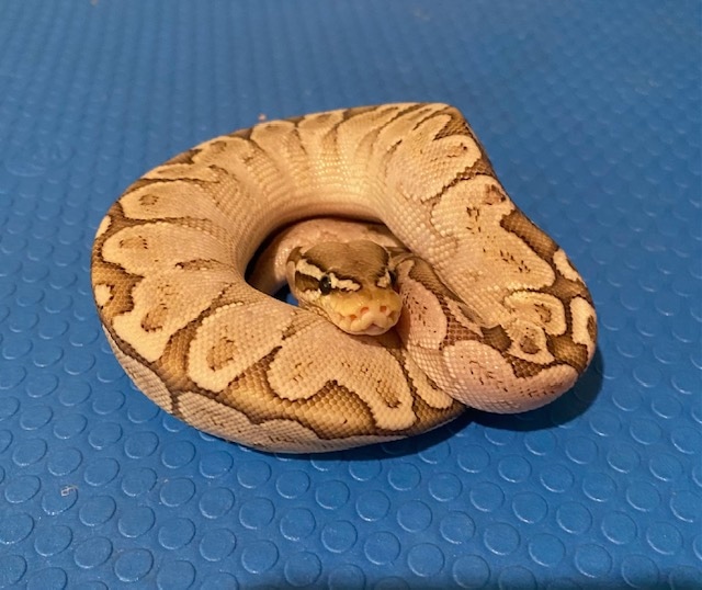 Bamboo Pastel Enchi Het For Albino Ball Python by Unity Reptiles ...