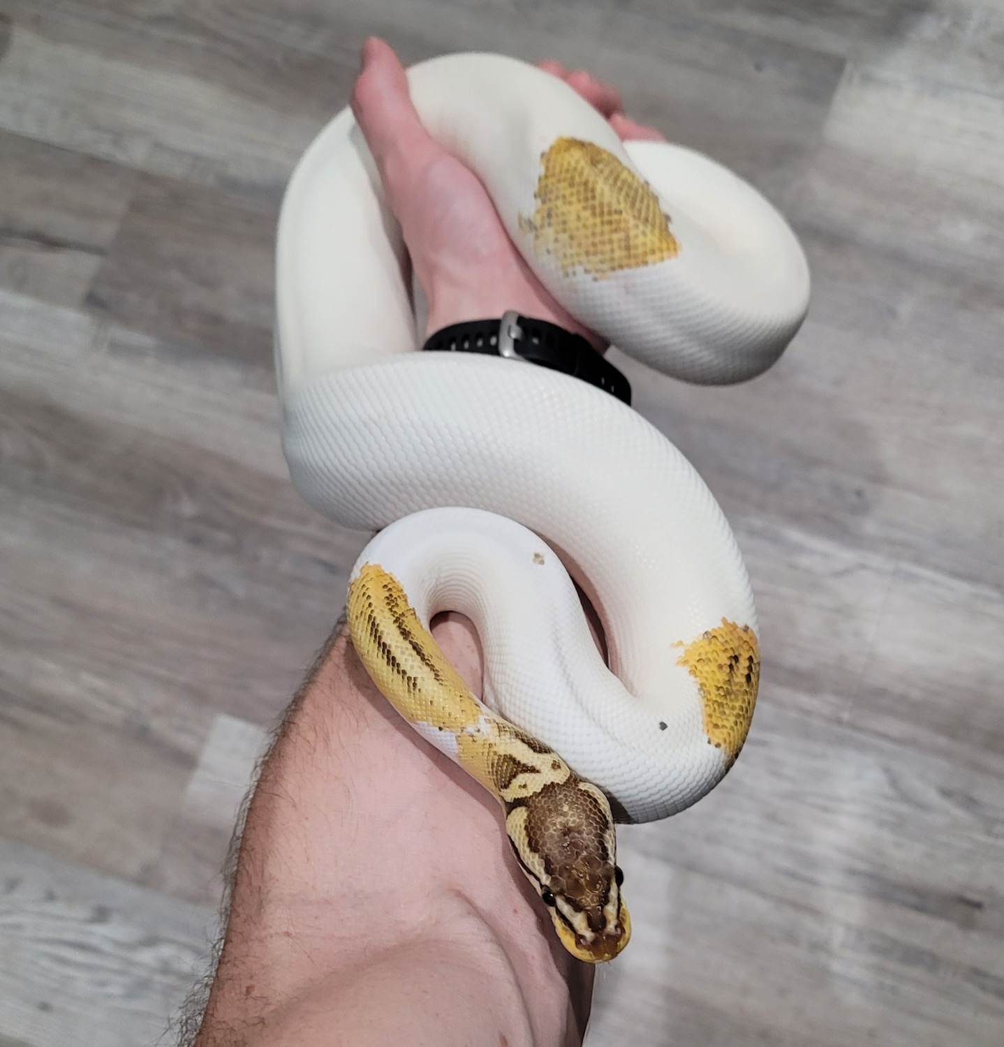 Piebald, YB, GeneX Super Pastel PB Ball Python by SDG Pythons MorphMarket