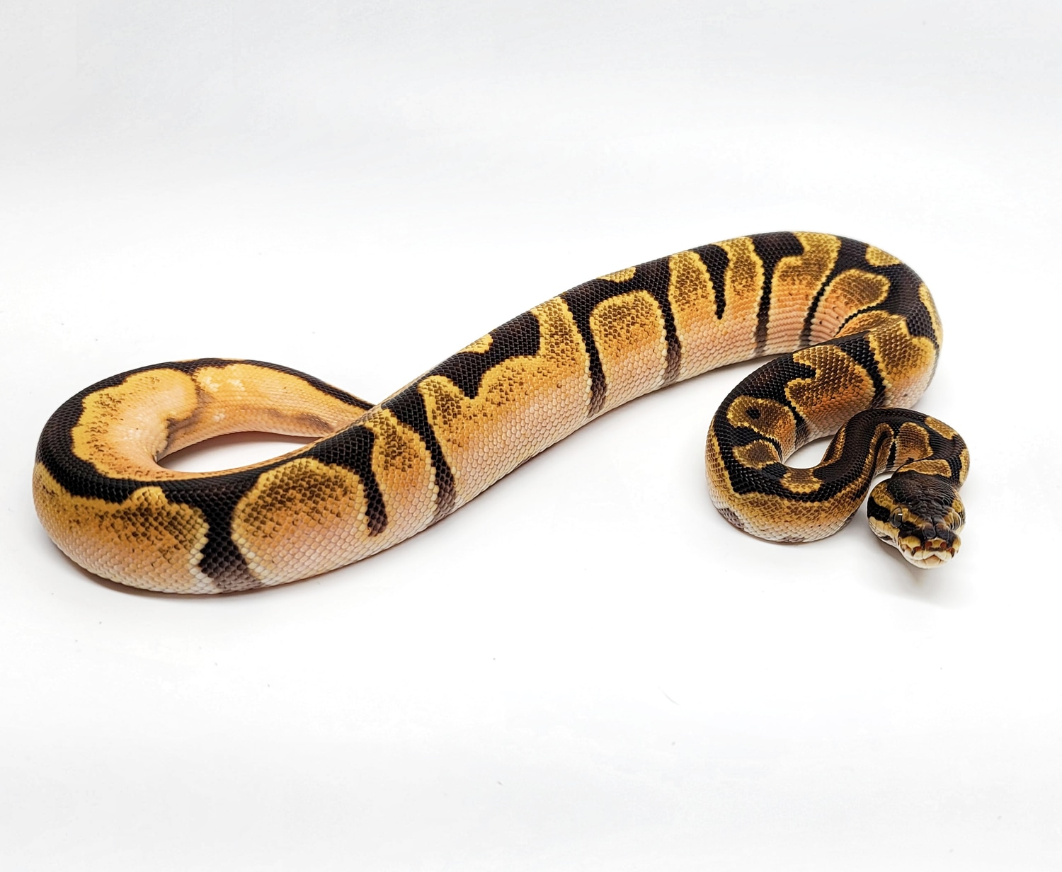 OD, Fire, Enchi, Calico Ball Python by SDG Pythons - MorphMarket
