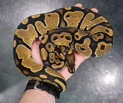 Normal 100% Het Pied Ball Python by CJ's Pythons - MorphMarket