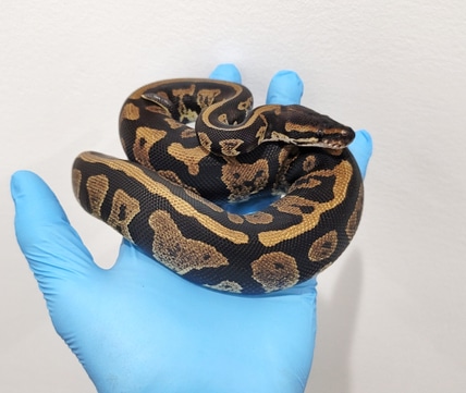 Chimera - Blackhead, Spotnose, Leopard, 66% Het Lavender Albino Ball ...