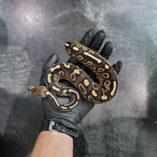 Cinnamon, YB, (Poss OD) FREE SHIPPING Ball Python by SDG Pythons