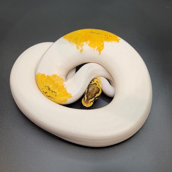 Genex Ball Python Piebald, Super Pastel, YB, GeneX (Poss Enchi Or Leo) Ball Python by SDG ...