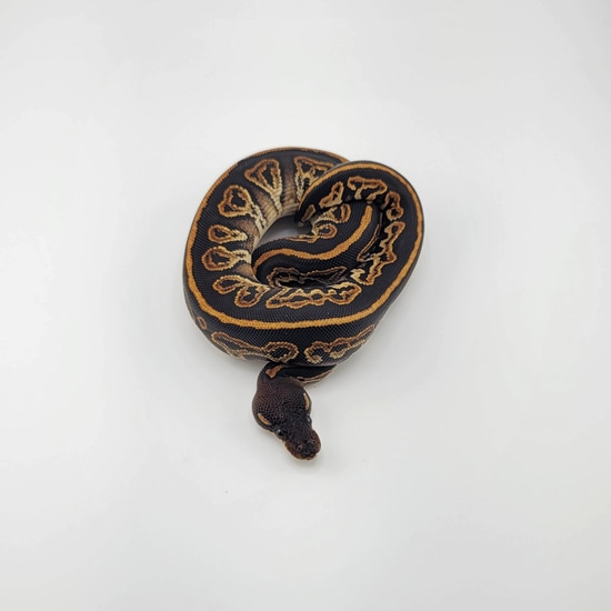 Black Head, HRA Ball Python by SDG Pythons