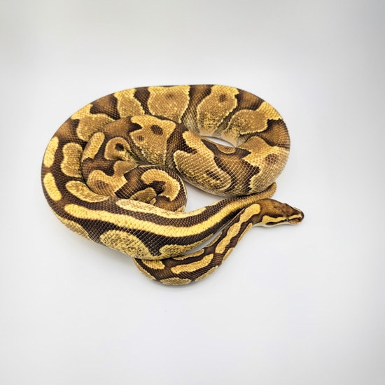 Enchi, YB, Fire Ball Python by SDG Pythons