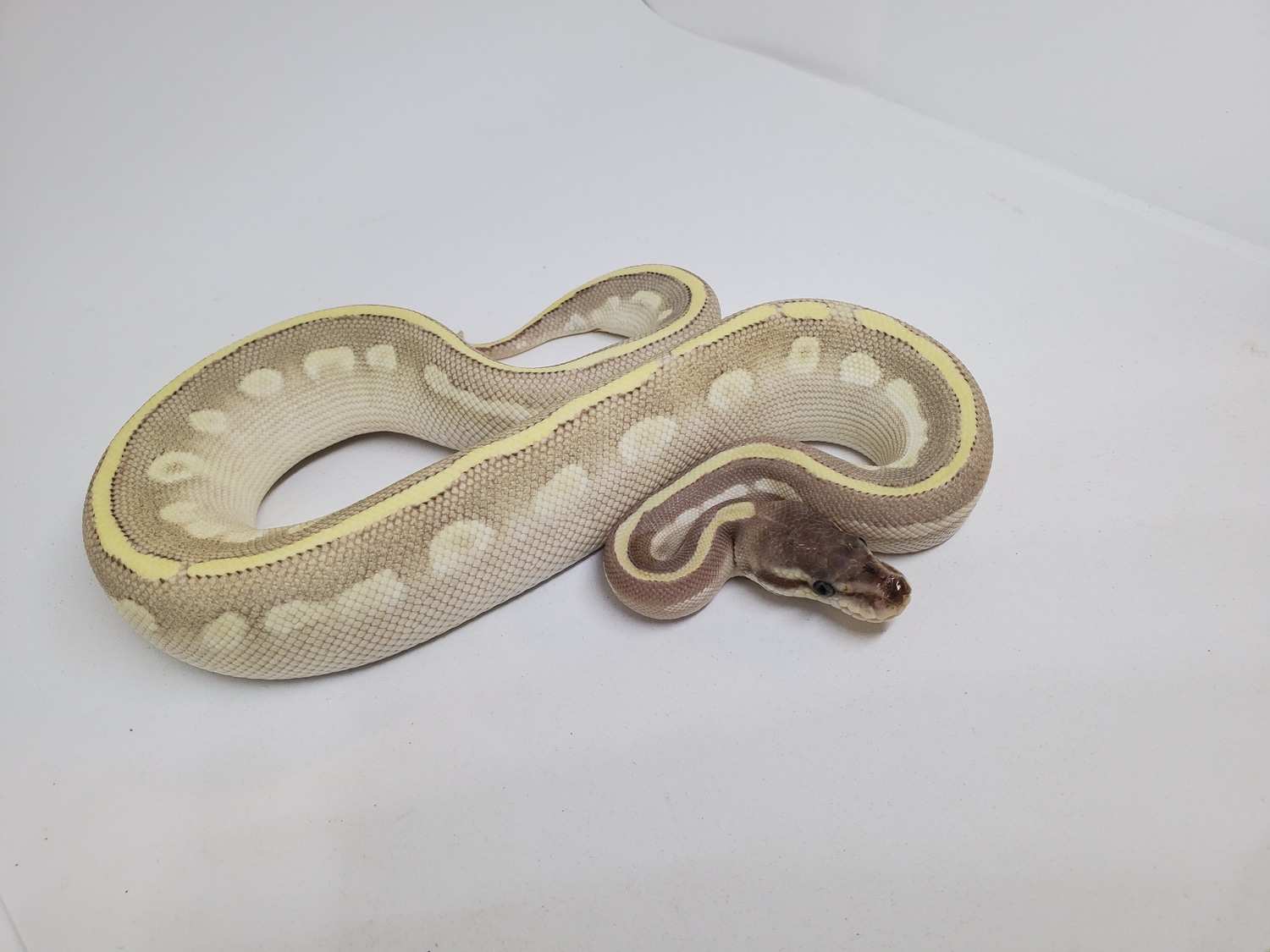 Purple Passion Ball Python by Reptile Collective - MorphMarket