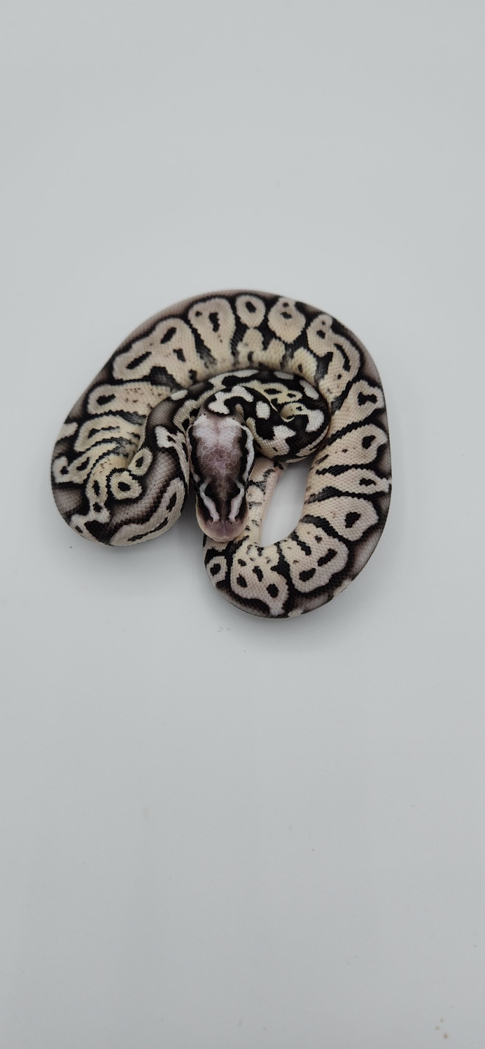 Super Pastel Tsk Axanthic Ball Python by Reptile Collective - MorphMarket