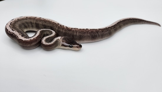 Ghi Mojave Pinstripe Vpi Axanthic Ball Python by Reptile Collective