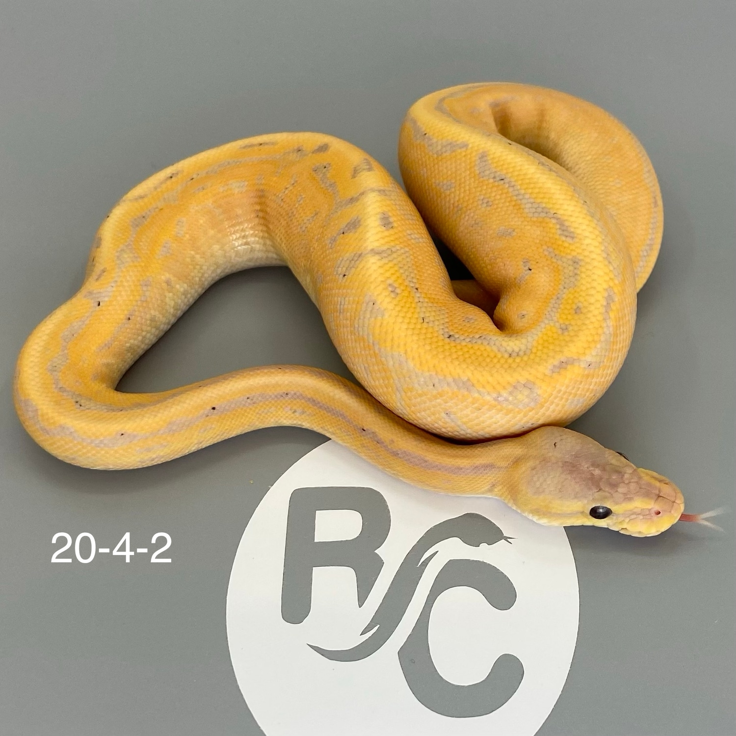 Pastel Banana Cinnamon Pinstripe Ball Python by RC Reptiles LLC ...