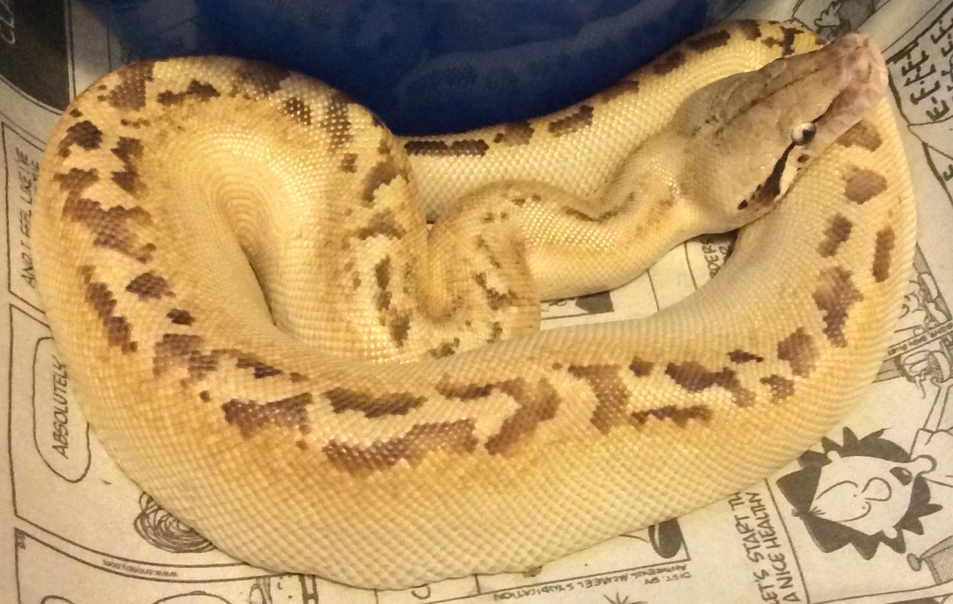 Ivory Blood Python by Python Power MorphMarket