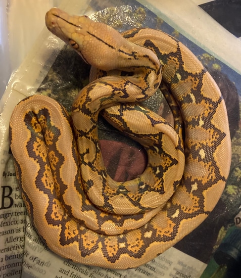 Indo Caramel Reticulated Python by Python Power