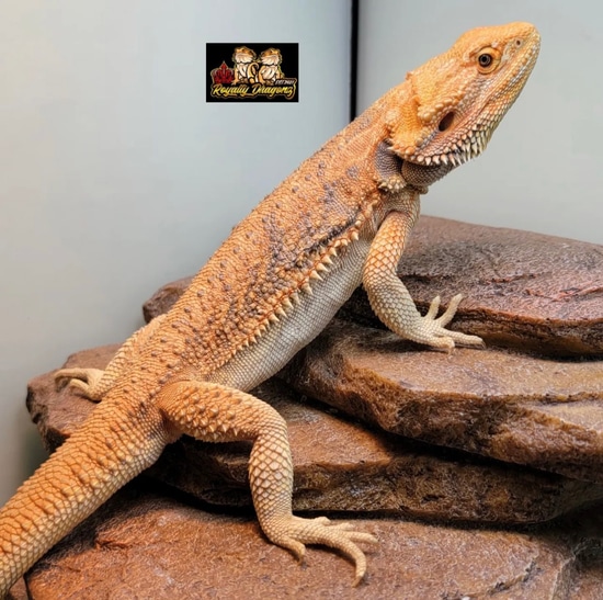 last-sale-of-the-year-proven-breeder-50-barbata-hybrid-hypo-het