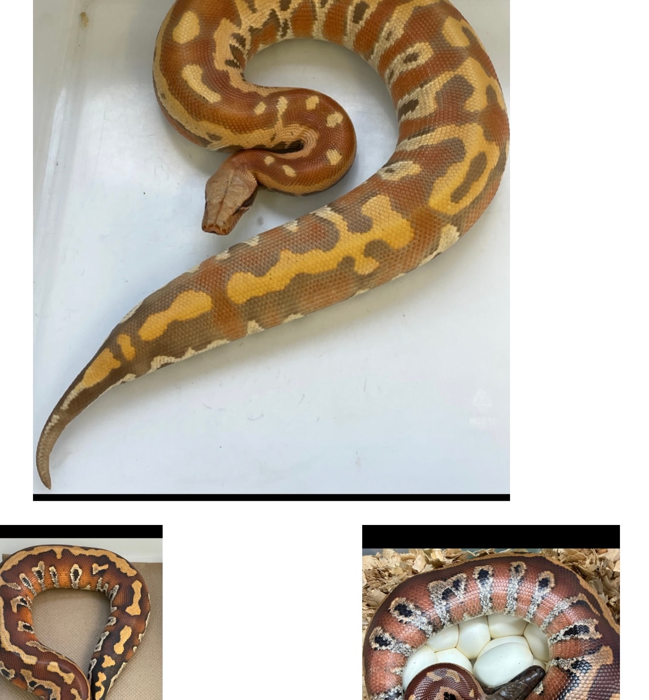 2025 T Positive Albino Cherry Bomb Lines Female Blood