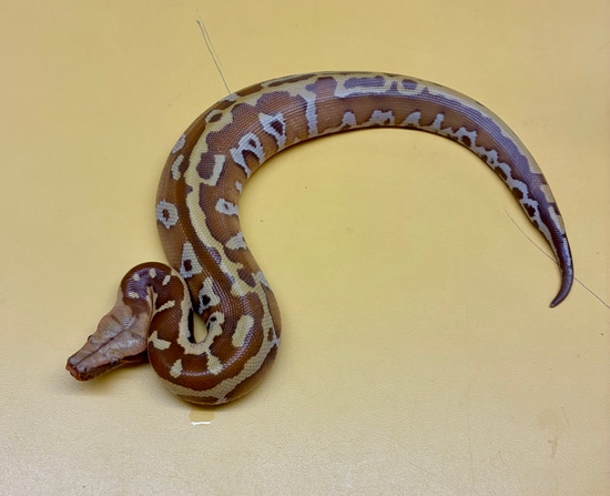 2025 T Positive Albino Cherry Bomb Lines Female Blood