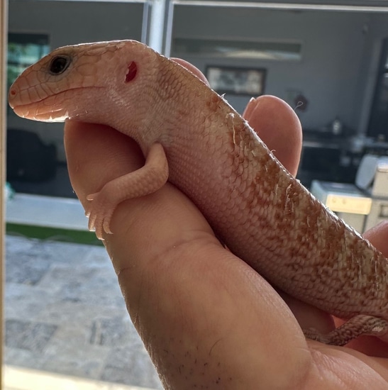 Pure Ivory Northern Blue-Tongued Skink by Miami Happy Lizard