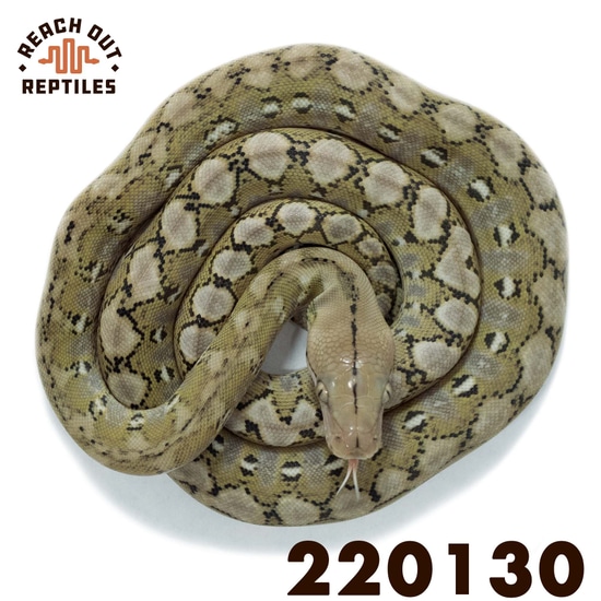 Platinum Anery 37.5% Madu 37.5% Kalatoa 3.125% Jampea Reticulated ...