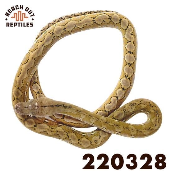 Super Dwarf Platinum Reticulated Python by Reach Out Reptiles LLC