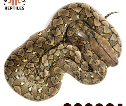 Super Dwarf Platinum Anery Reticulated Python by Reach Out Reptiles LLC ...