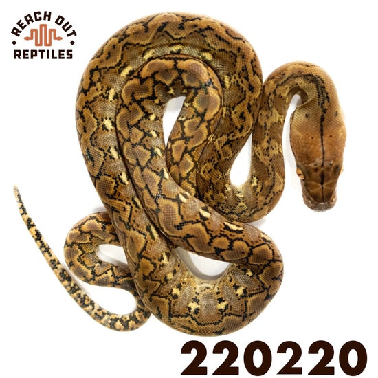 Super Dwarf Wild Type Reticulated Python by Reach Out Reptiles LLC