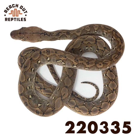 Super Dwarf Wild Type Reticulated Python by Reach Out Reptiles LLC