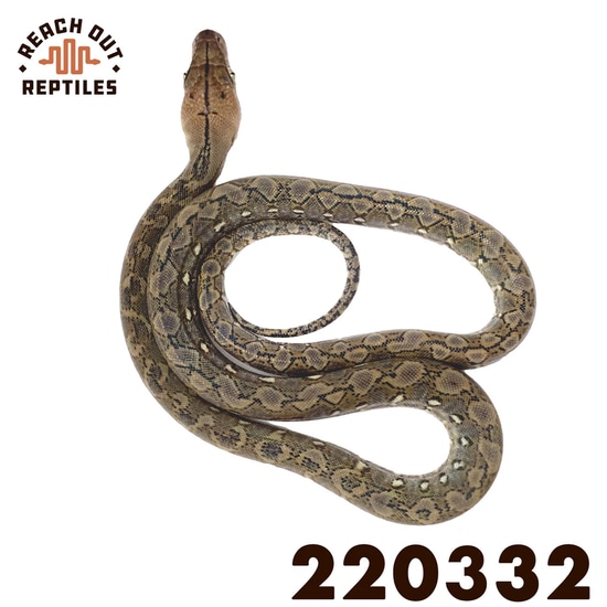 Super Dwarf Anery Reticulated Python by Reach Out Reptiles LLC