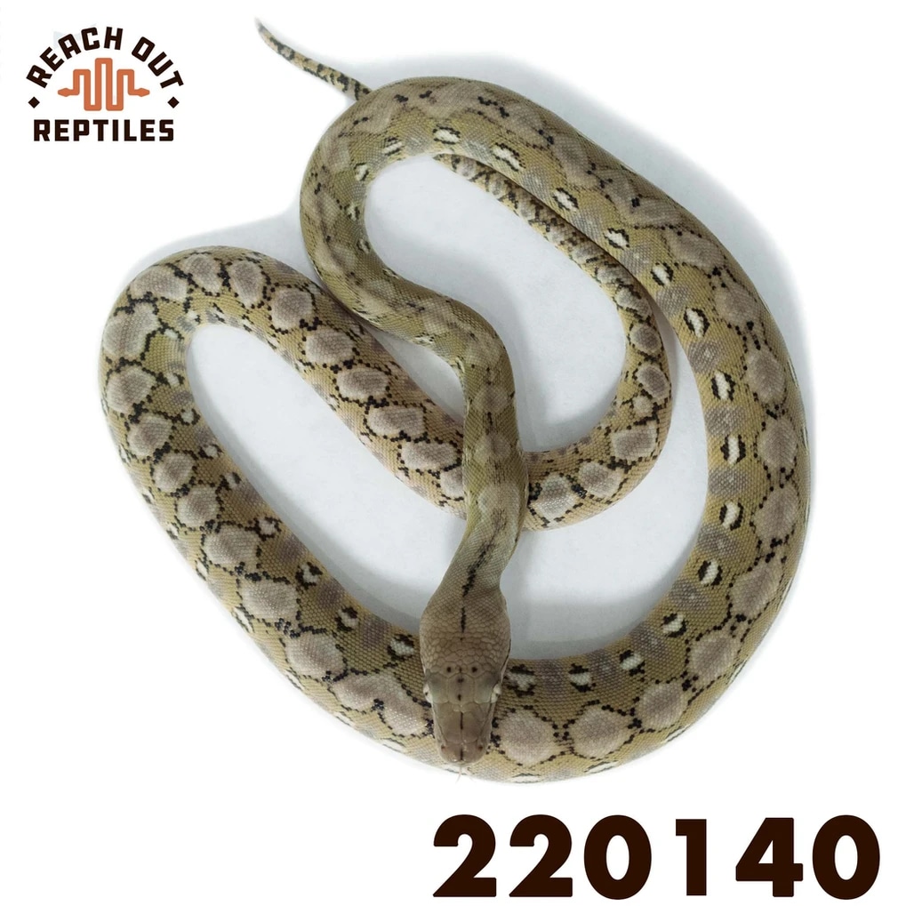 Super Dwarf Platinum Anery Reticulated Python by Reach Out Reptiles LLC ...