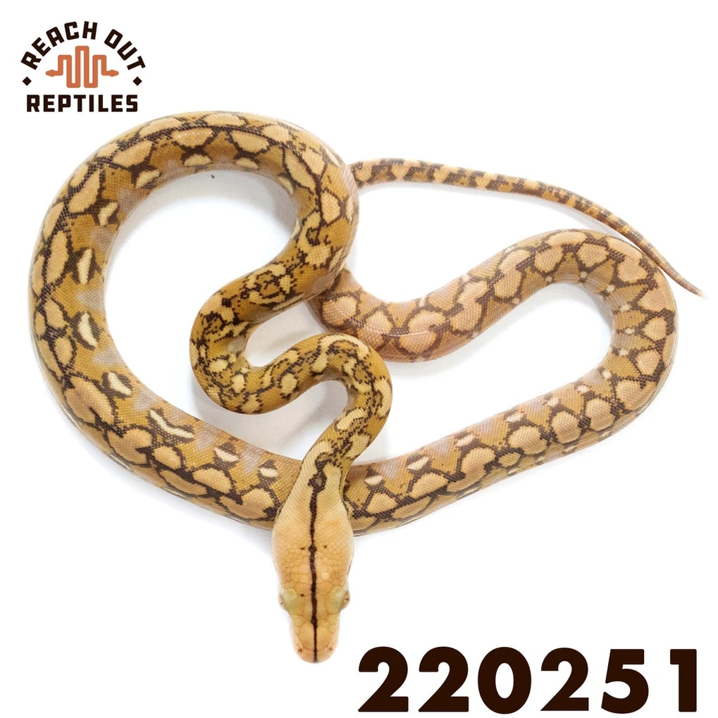 Super Dwarf Mochino Reticulated Python by Reach Out Reptiles LLC ...