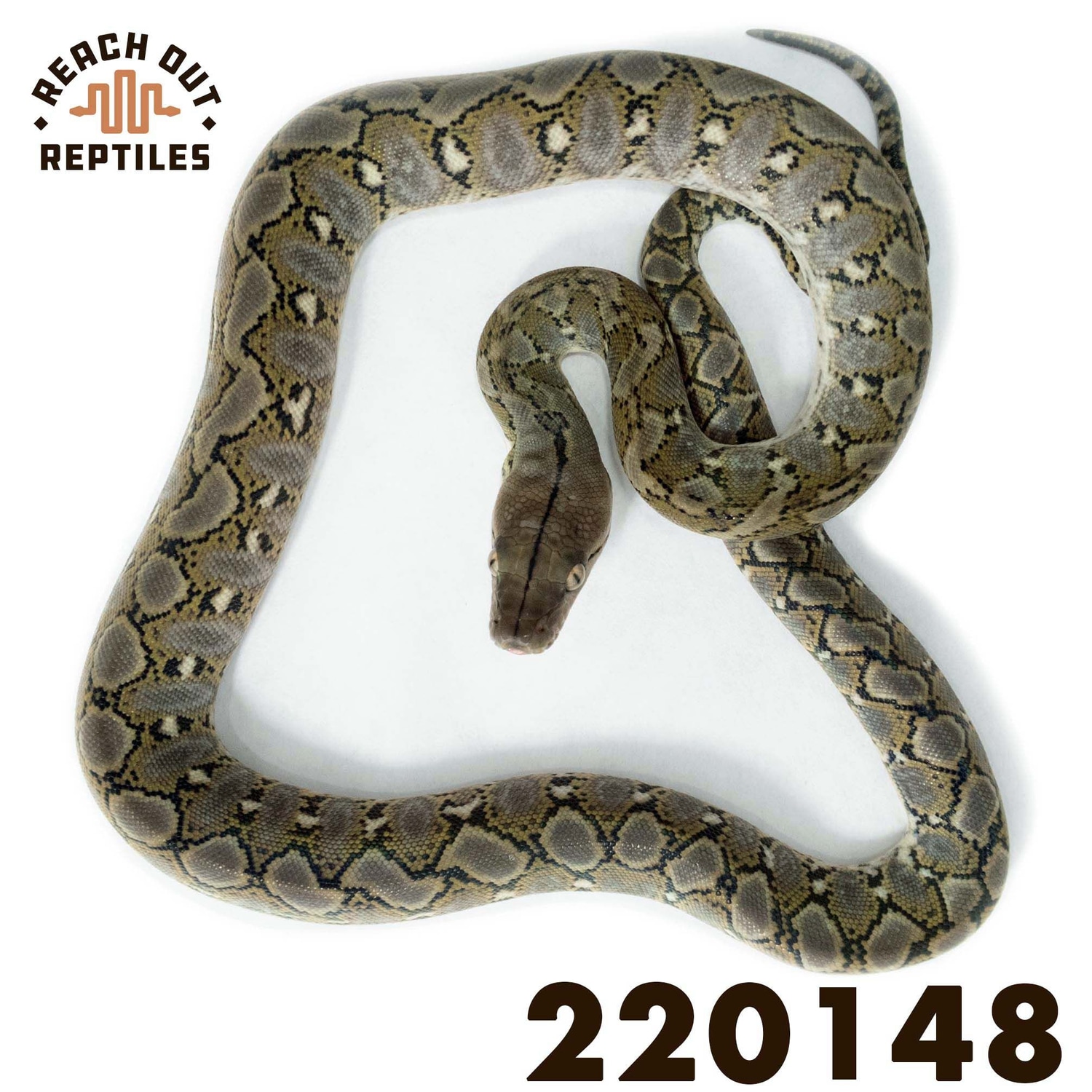 Super Dwarf Anery Reticulated Python by Reach Out Reptiles LLC ...