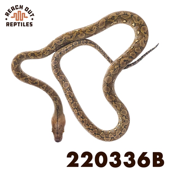 Super Dwarf Wild Type Reticulated Python by Reach Out Reptiles LLC