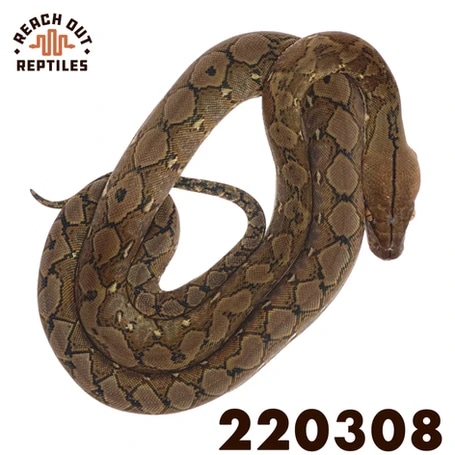 Super Dwarf Wild Type Reticulated Python by Reach Out Reptiles LLC